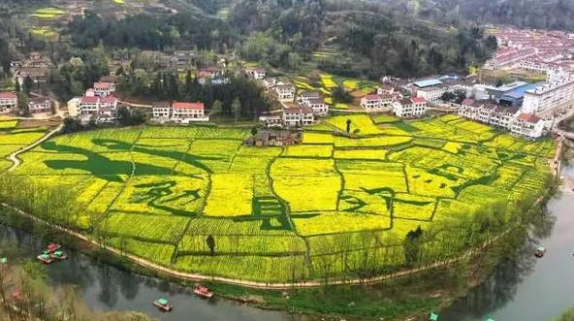 最新！漢中油菜花開(kāi)花期預(yù)測(cè)縮略圖